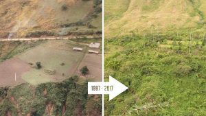 Antés | Después | gracias a Vetiver | Vetiver Consult Ecuador