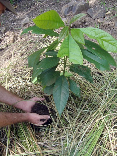 Las hojas de Vetiver se descomponen debajo de los cultivos o frutales